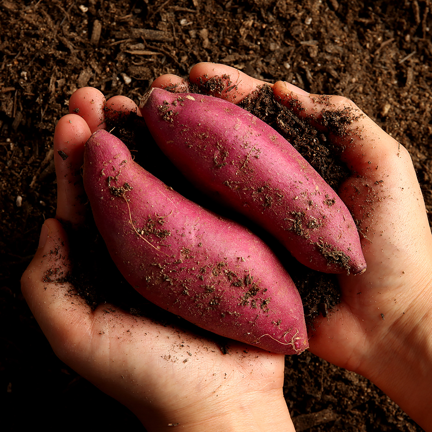 거산 찰랑(꿀밤)고구마 (5kg)