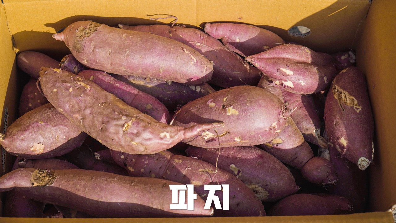 호풍미 파지고구마